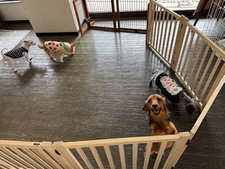 わんちゃん広場